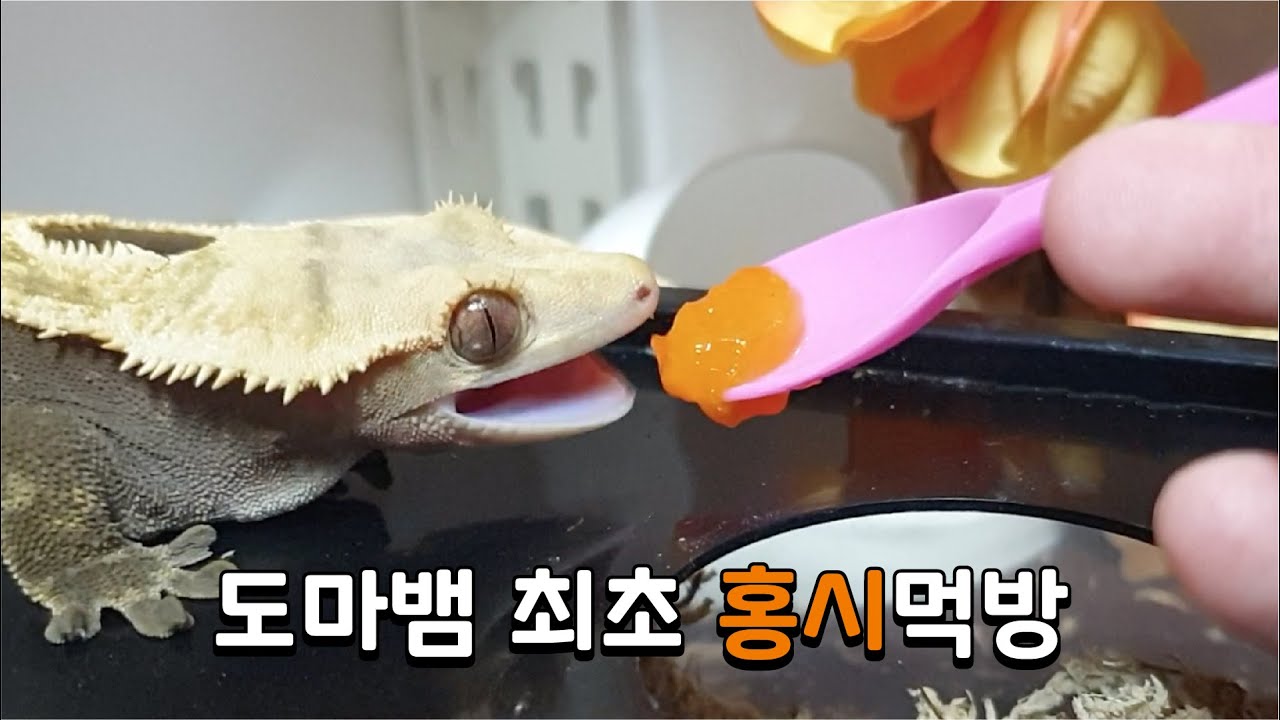 도마뱀에게 홍시를 줘봤더니 홍홍홍
