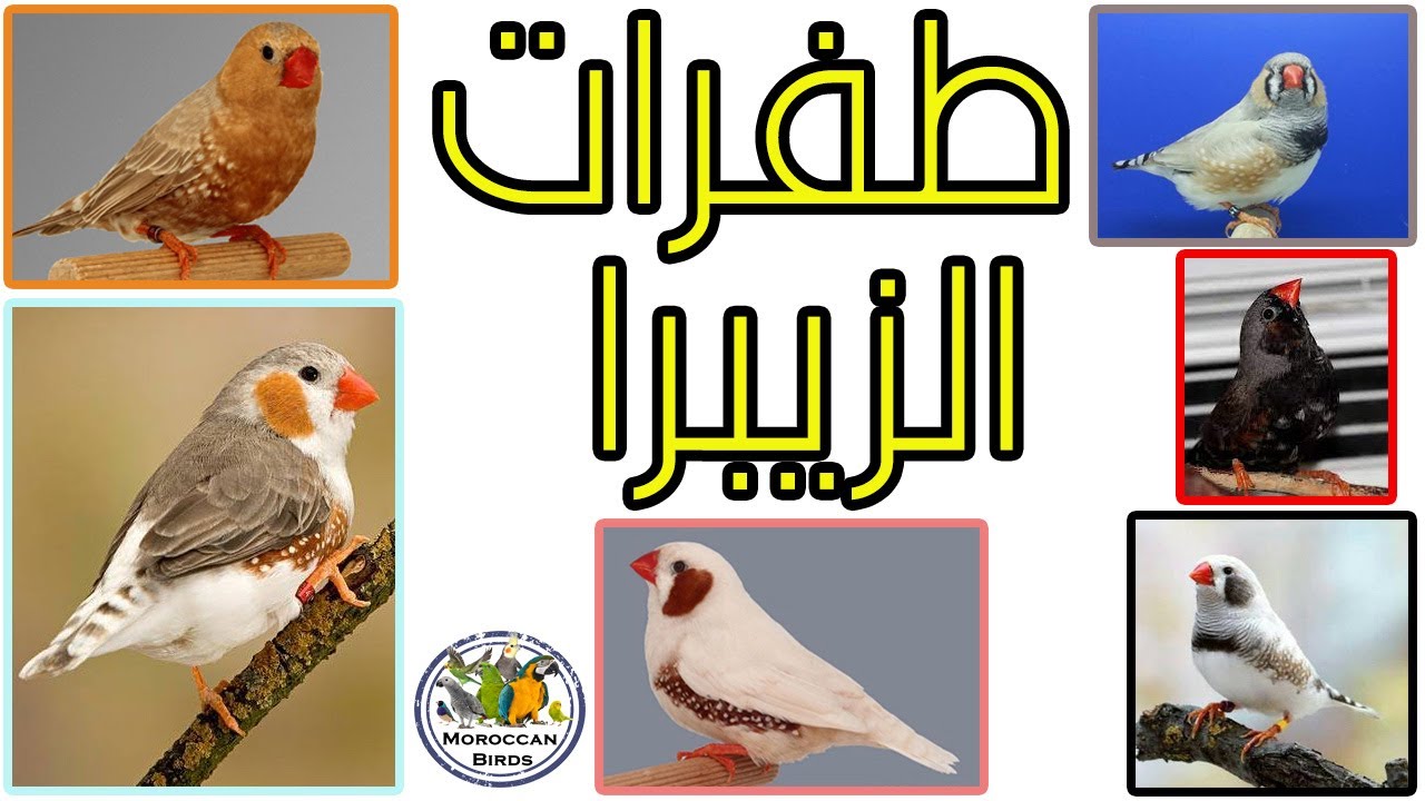 🤩طفرات طائر الزيبرا فينش 🐦شرح مفصل مع الصور 🔥