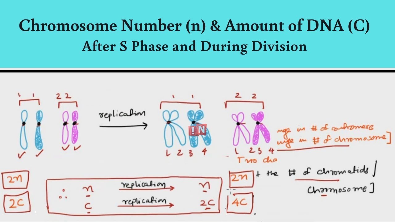 Chromosome Number (n) & Amount of DNA (C) – After S Phase & During Division
