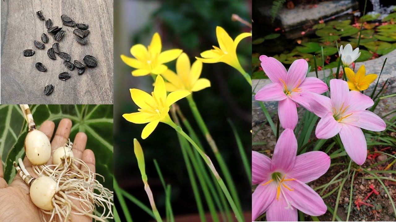 Grow Rain Lily from seed & bulb | बगीचे को रंगीन बनाएं Rain Lily लगाएं