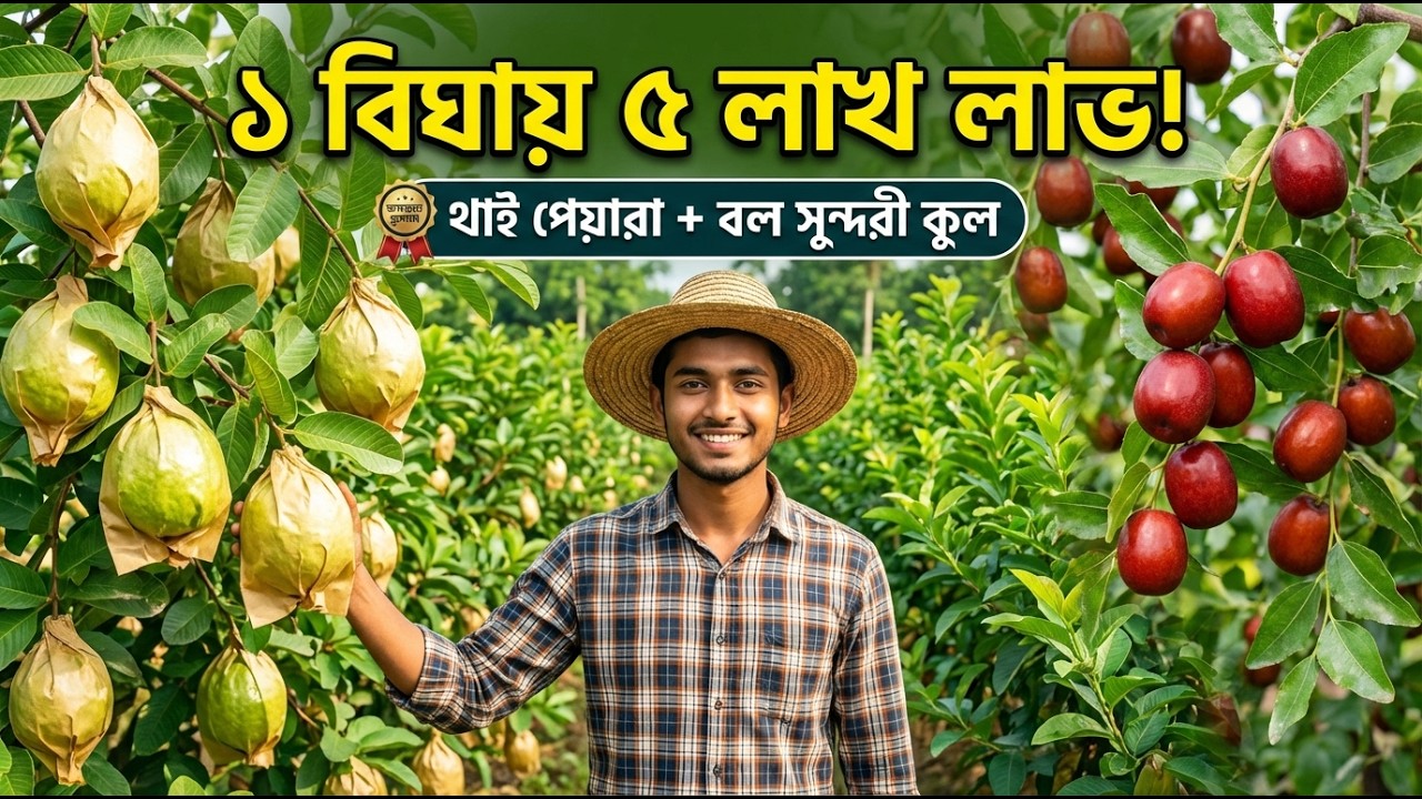 চাকরি নয়, ১ বিঘা ফল বাগানেই লাখপতি! | পেয়ারা-কুল আল্ট্রা হাই ডেনসিটি সম্পূর্ণ গাইড