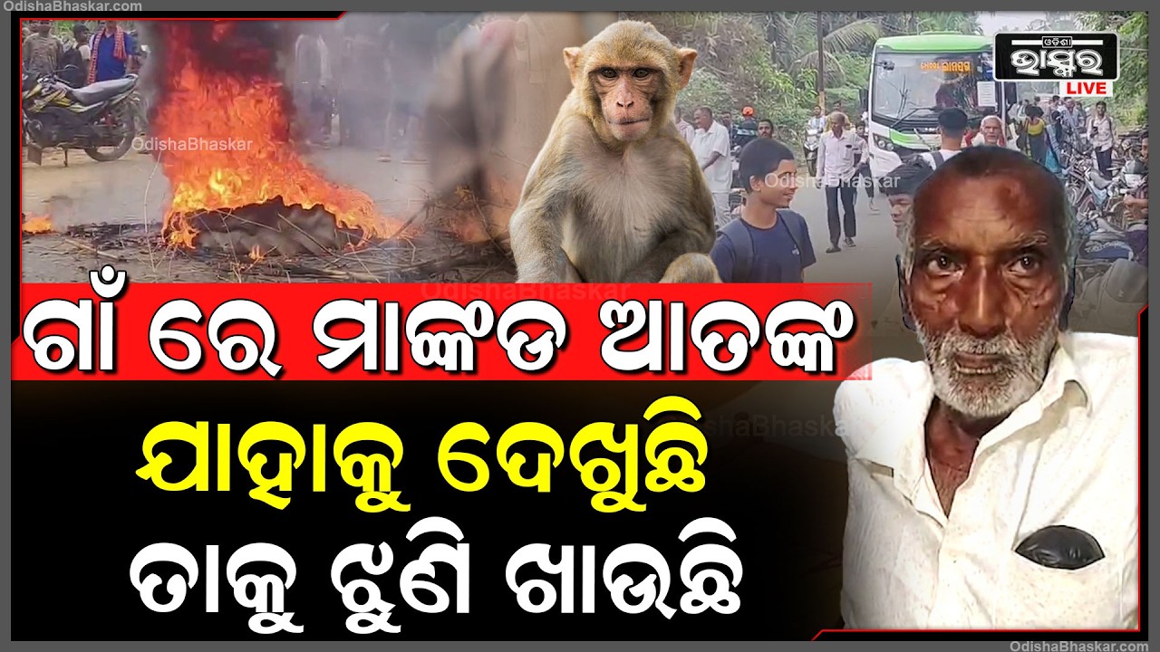 ବିରିପୁରରେ ହନୁମାଙ୍କଡ଼ ଆତଙ୍କ, ଆକ୍ରମଣରେ ଆହତ ହେଲେଣି ୨୦ରୁ ଉର୍ଦ୍ଧ ଗ୍ରାମବାସୀ..