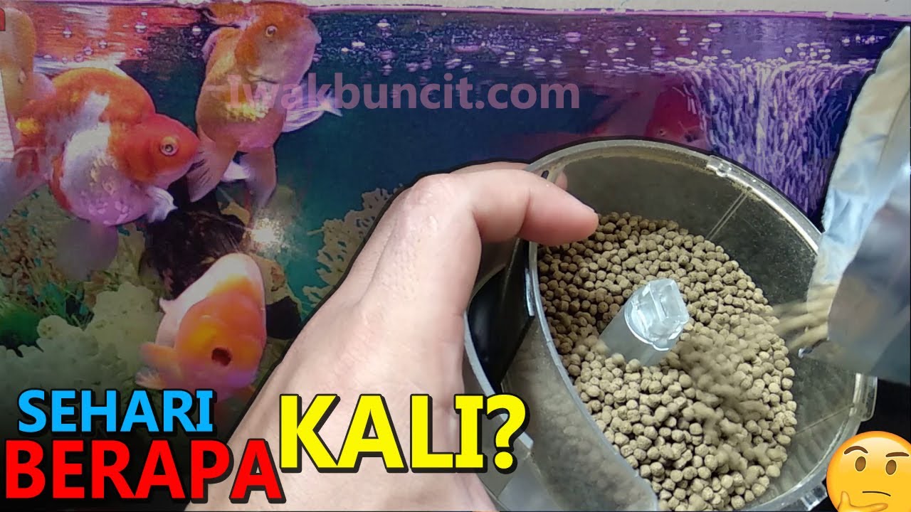 Idealnya Berapa Kali Ikan Mas Koki Makan dalam Sehari? 🤔