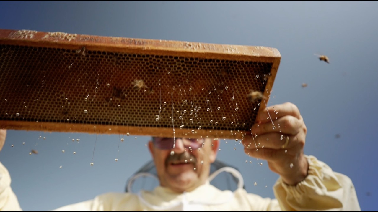 Documentario la filiera di un'apicoltura nomade