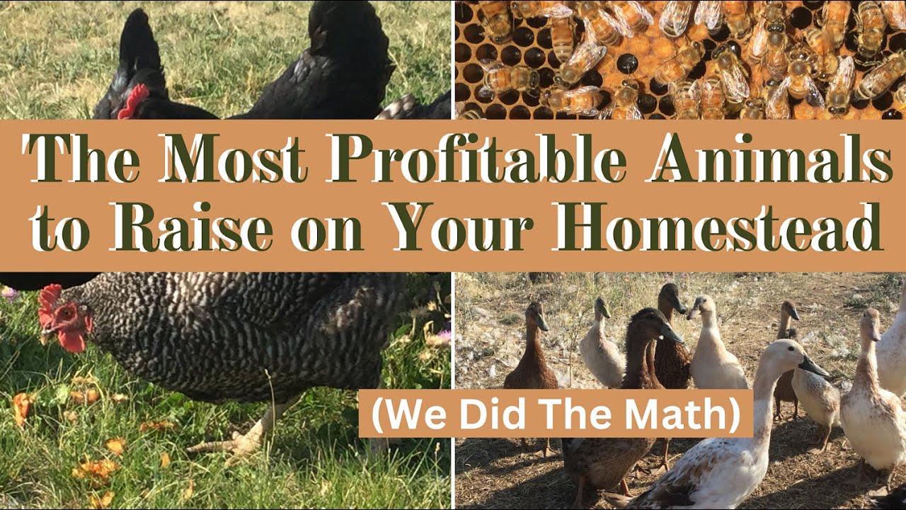 The Most Profitable Farm Animals to Raise on Your Homestead