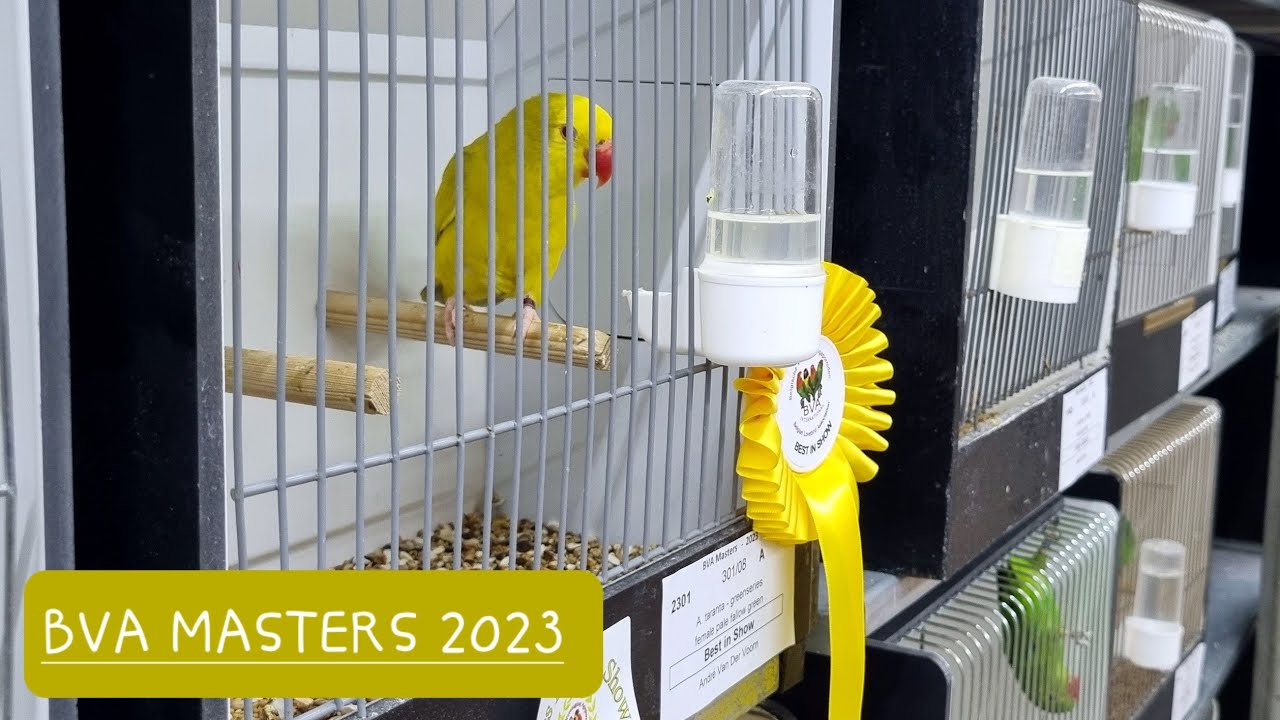 BVA Masters 2023 - Agapornis fischeri