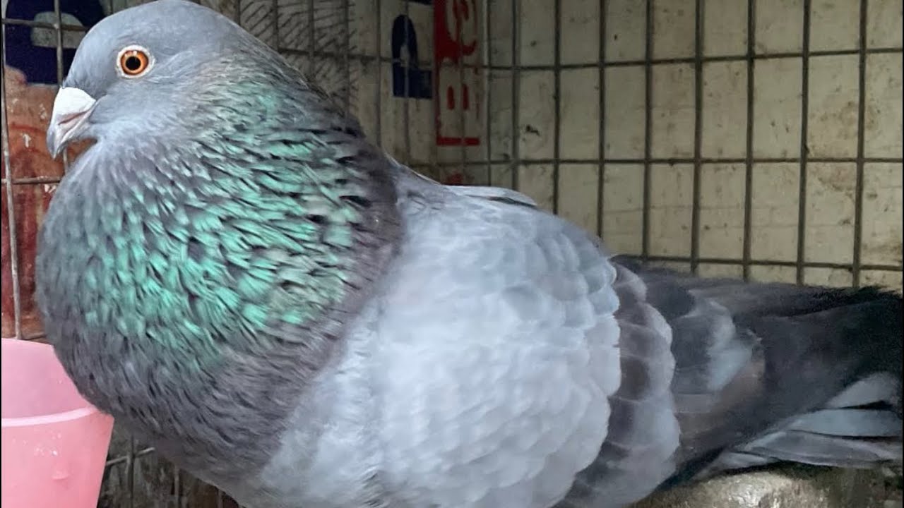 Cuban Thief Pouter Pigeon Updates! 🕊️