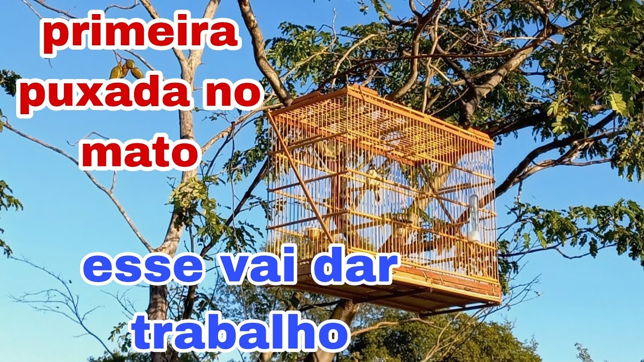 primeira puxada com o bigodinho frio. primeiro passo para foguear