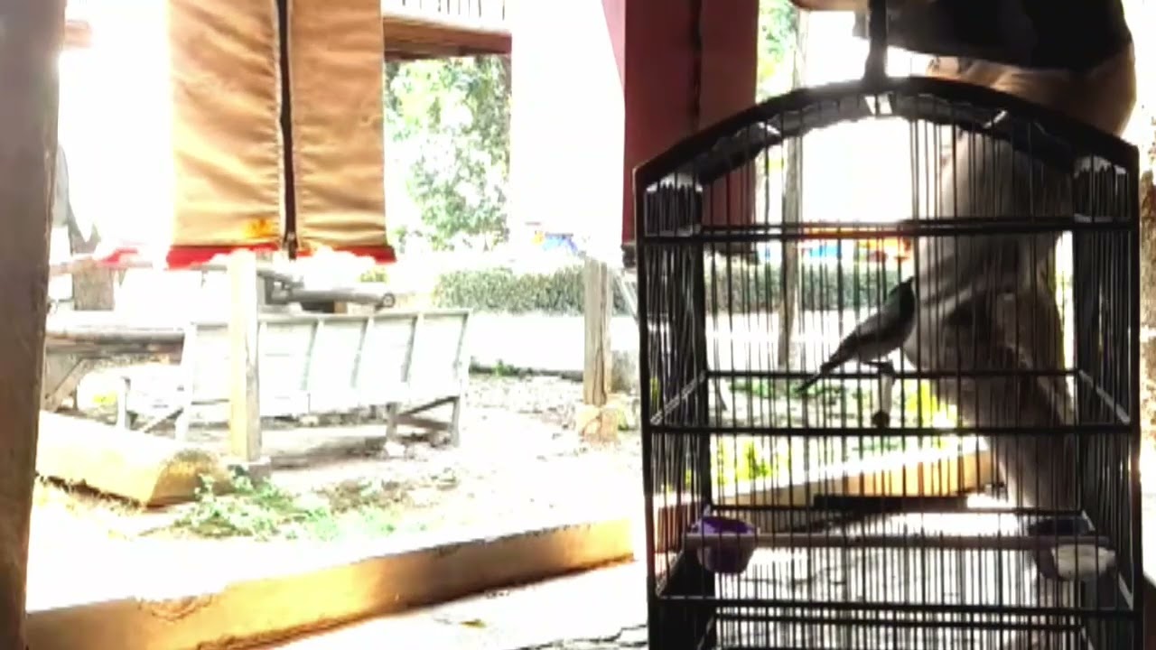 BUKAK KRODONG LANGSUNG NEMBAK GREJA PANJANG BOLO #cendetgacor #ternakcendet #bodbodcendet #masteran