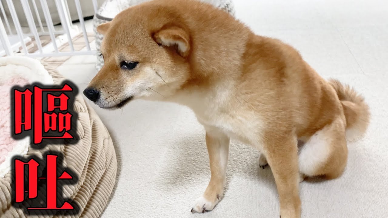 【閲覧注意】子犬が昼寝後に突然嘔吐しました。