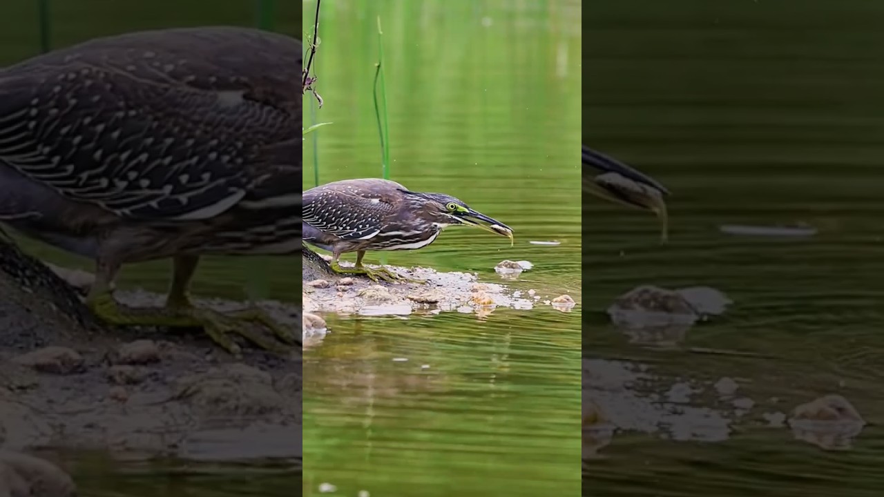 Excellent fishing performance