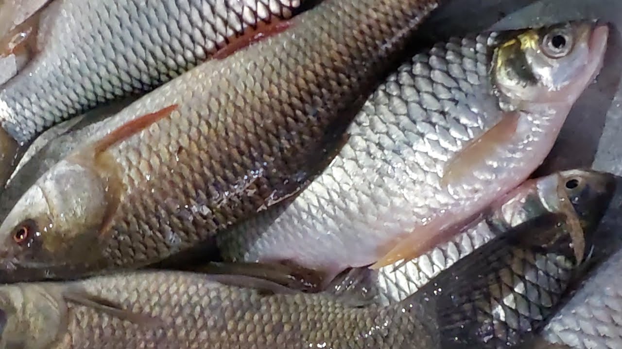 fishing video looking thank you 