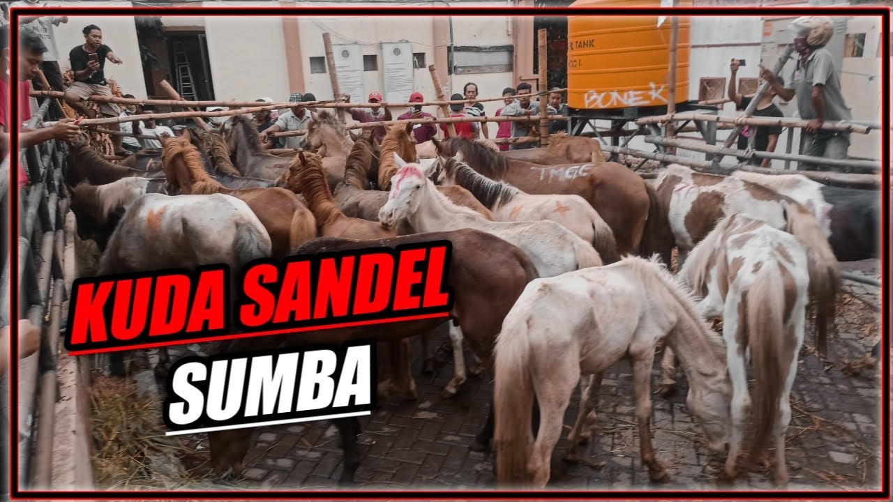 PULUHAN EKOR KUDA SANDEL SUMBA DATANG DI PULAU JAWA