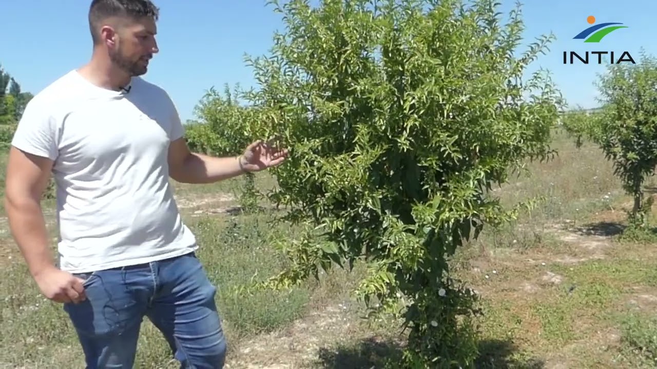 Ensayo de variedades de almendro de regadío