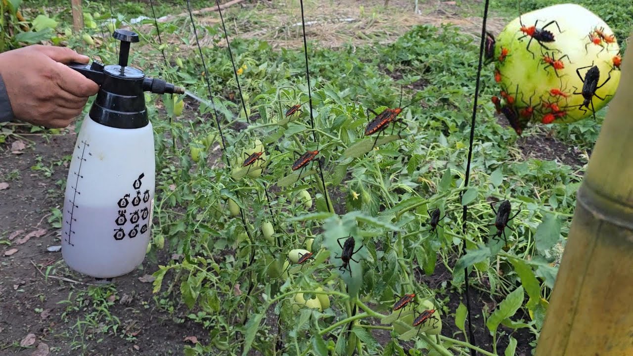 Todas las plagas desaparecerán en minutos, insecticida y fungicida natural