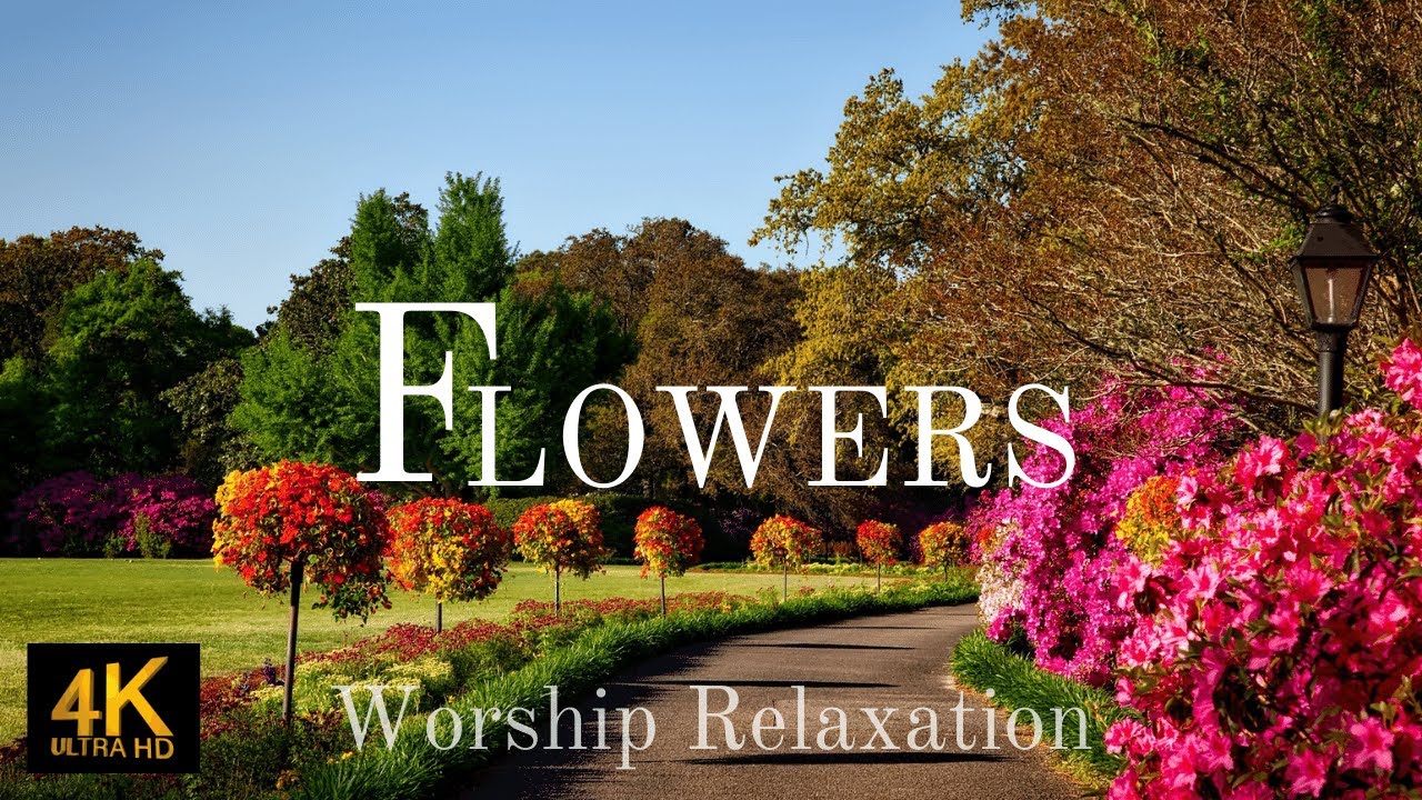 Sea of Flowers ~ Worship Relaxation Scenic with Worship Music