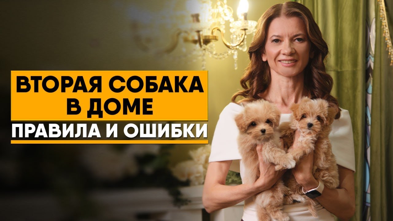 Два питомца в доме. Как подружить собак. Какого щенка выбрать
