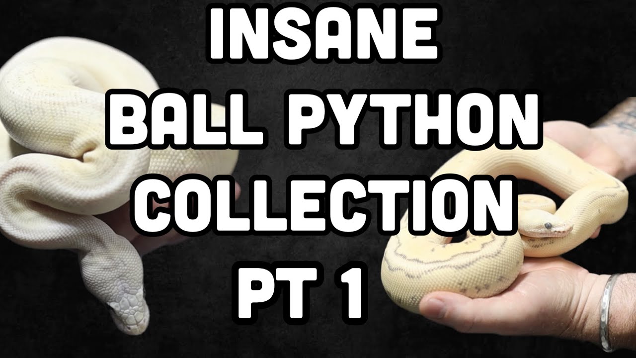 INSANE BALL PYTHON COLLECTION!!!