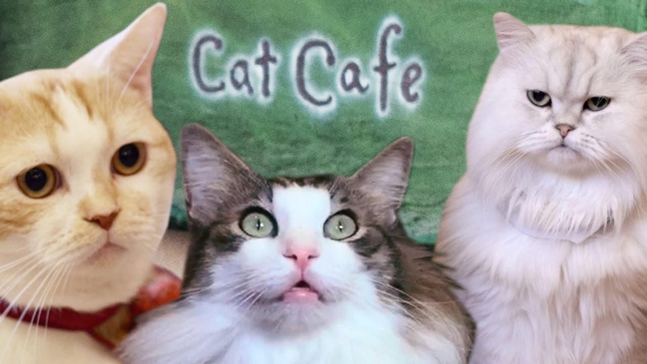 Cat Cafe - Temari No Ouchi [Japan Tour 2015]