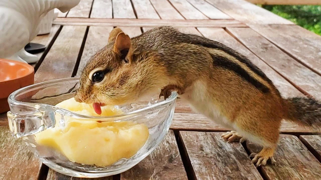 다람쥐가 양치하는 법 How Chipmunk Joony Rinses Her Mouth
