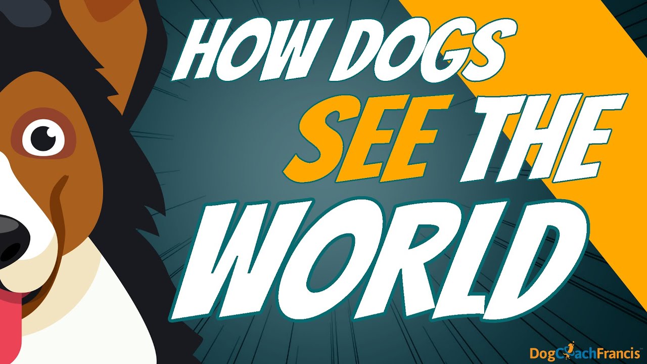 Dogs have amazing eyes | Dog Eyes and How they see the world | ENGLISH
