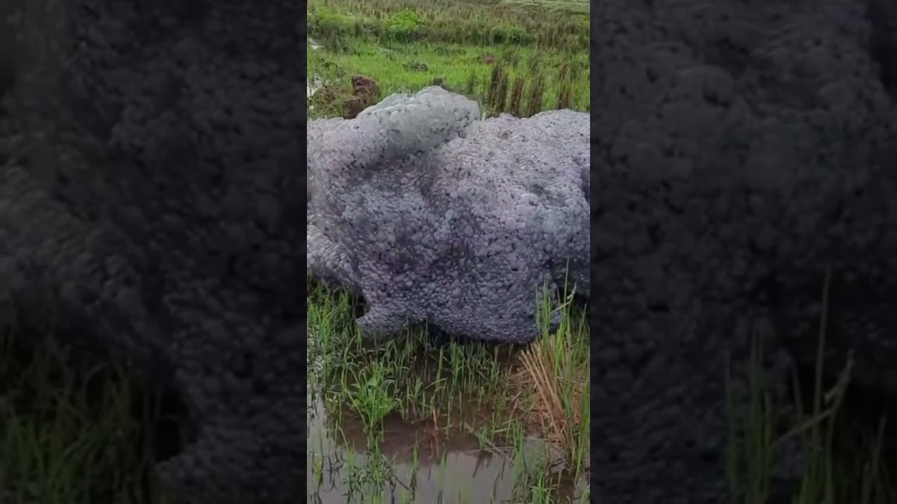 HEBOH AWAN HITAM DI PATOK BEUSI! Warga Patokbeusi, Kabupaten Subang, digegerkan busa hitam