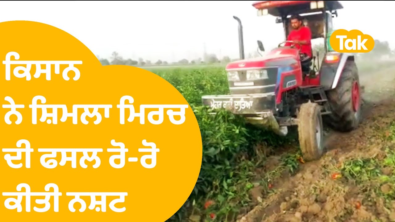 Mansa ਦੇ ਕਿਸਾਨਾਂ ਨੇ ਮਜਬੂਰ ਹੋਕੇ ਸ਼ਿਮਲਾ ਮਿਰਚ ਦੀ ਫਸਲ 'ਤੇ ਚਲਾ ਦਿੱਤਾ ਟਰੈਕਟਰ, ਕੋਸੀ ਸਰਕਾਰ । Punjab Tak
