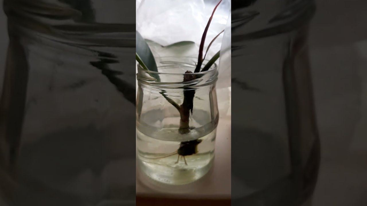 Размножение фикуса в воде | Propagation of ficus in water | Agro food