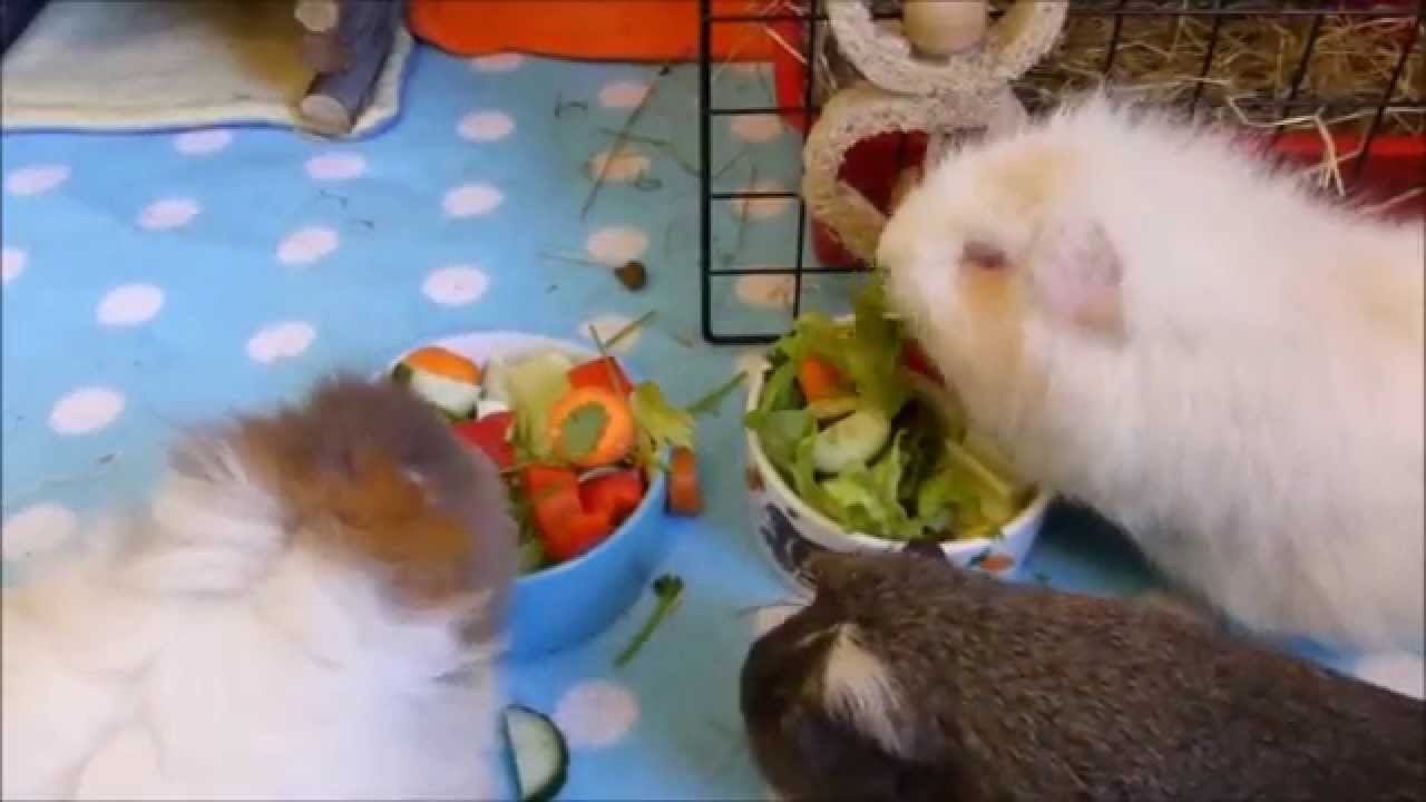 Guinea Pig Diet: Fruits and Vegetables Made Easy!