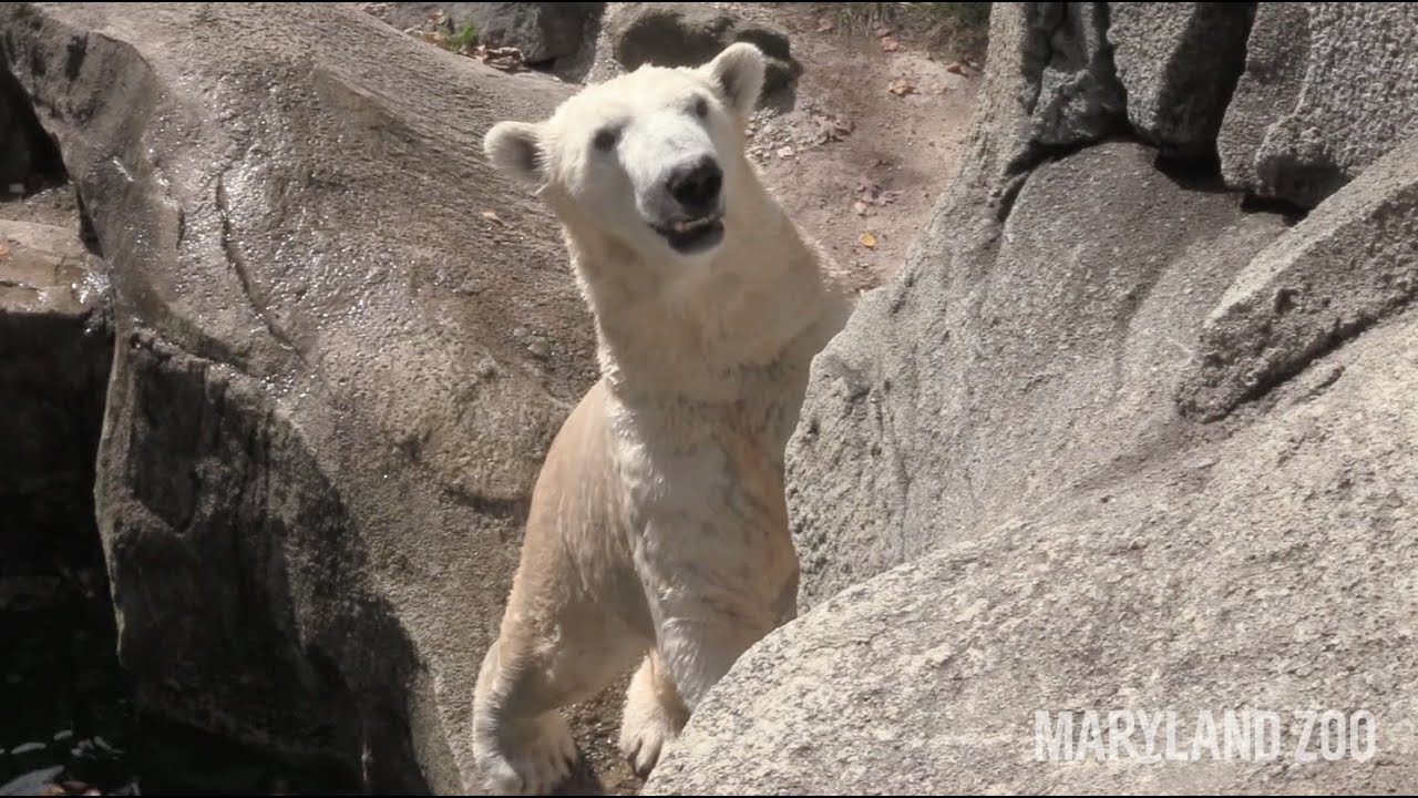 Polar Bear Management at the Maryland Zoo