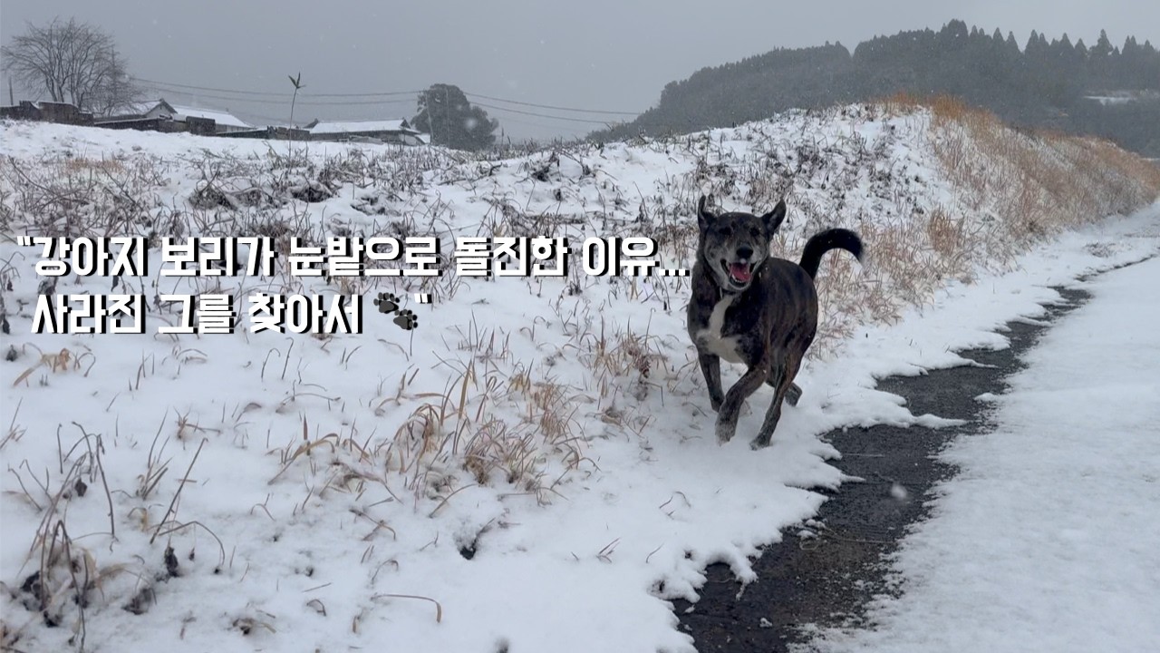 폭설 속에 사라진 보리를 찾아라!#시고르자브종 #강아지 #강아지산책