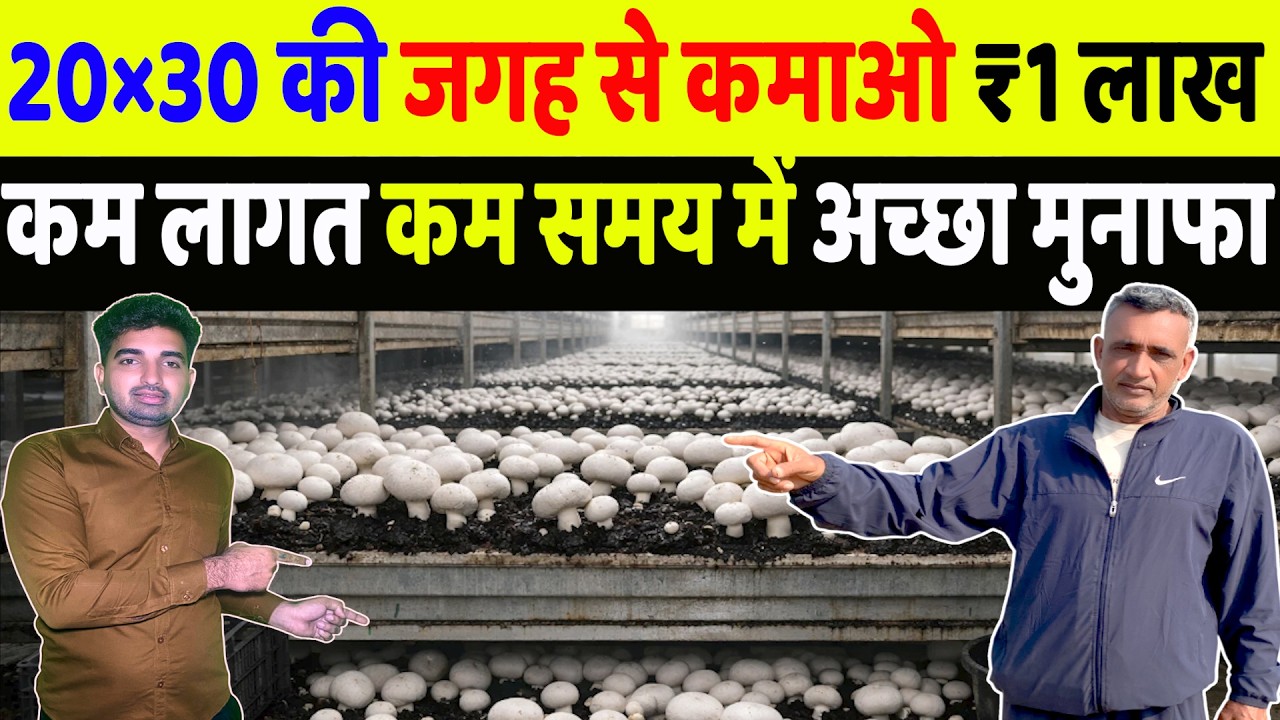 20×30 की जगह से कमाओ ₹1 लाख | Mushroom Farming Business | Mushroom Farming