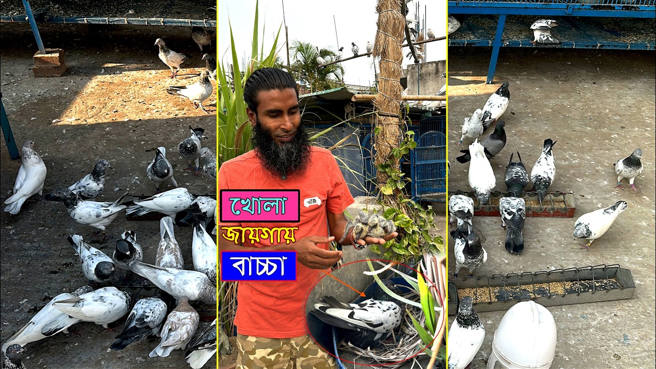 খোলা আকাশের নিচে কবুতরের বাচ্চা গুলো কিভাবে বড় হচ্ছে এখন!