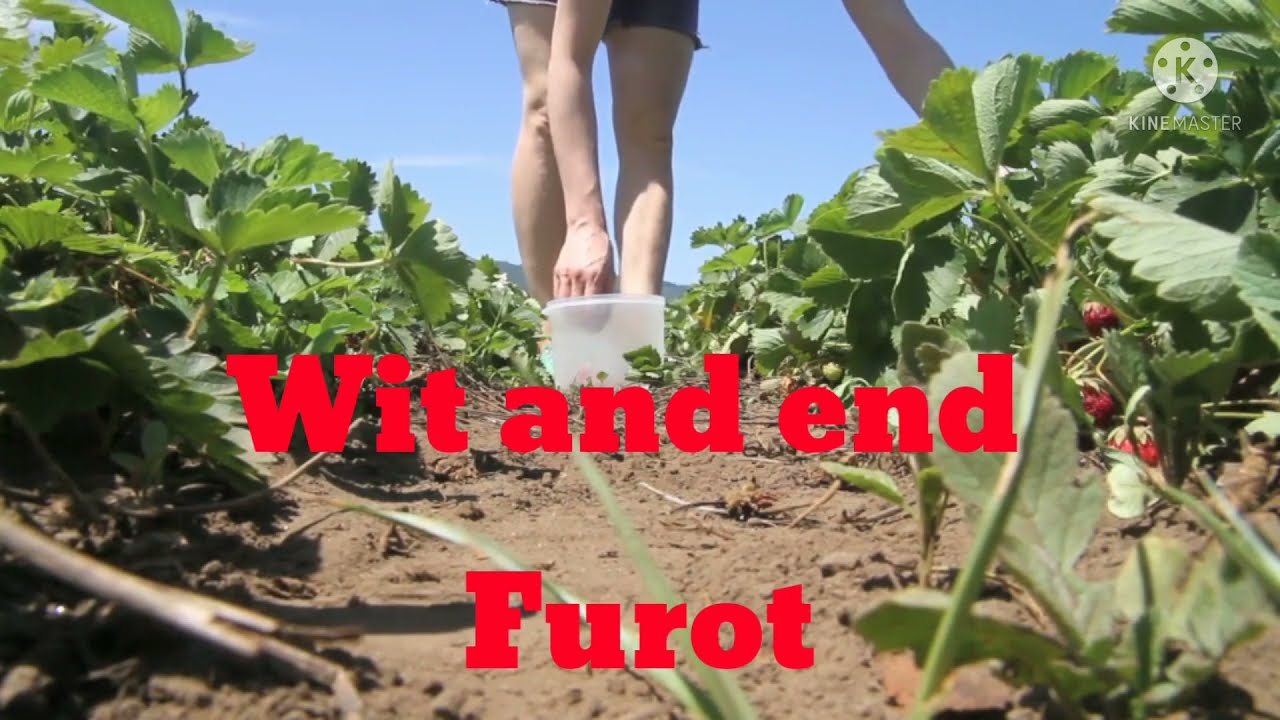 haw to fud blogs short video #shorts