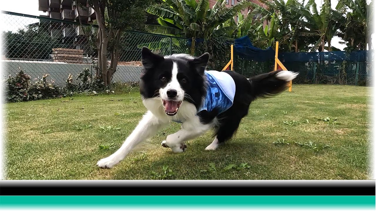 8カ月ぶりのアジリティレッスンが思いのほか楽しかったボーダーコリー【保護犬5年目】