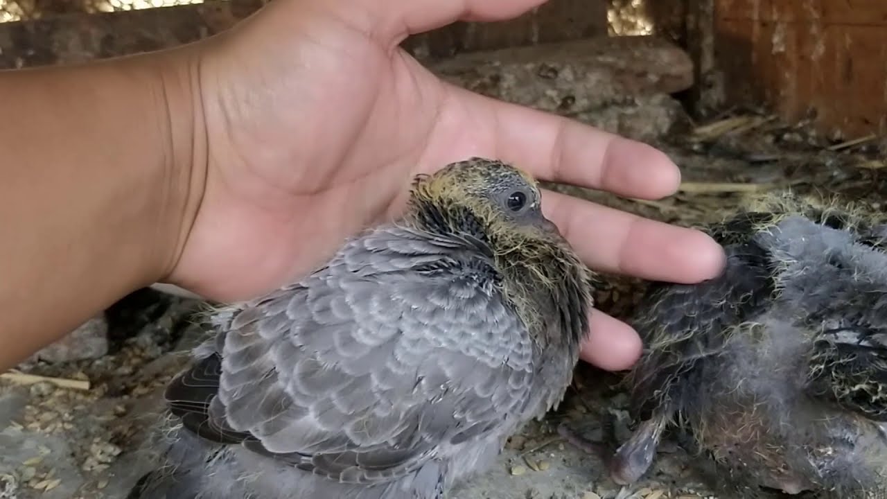 Watch a Pigeon Grow: Day 0 to 36 | Incredible Pigeon Growth Time-lapse | From Hatchling to Fledgling