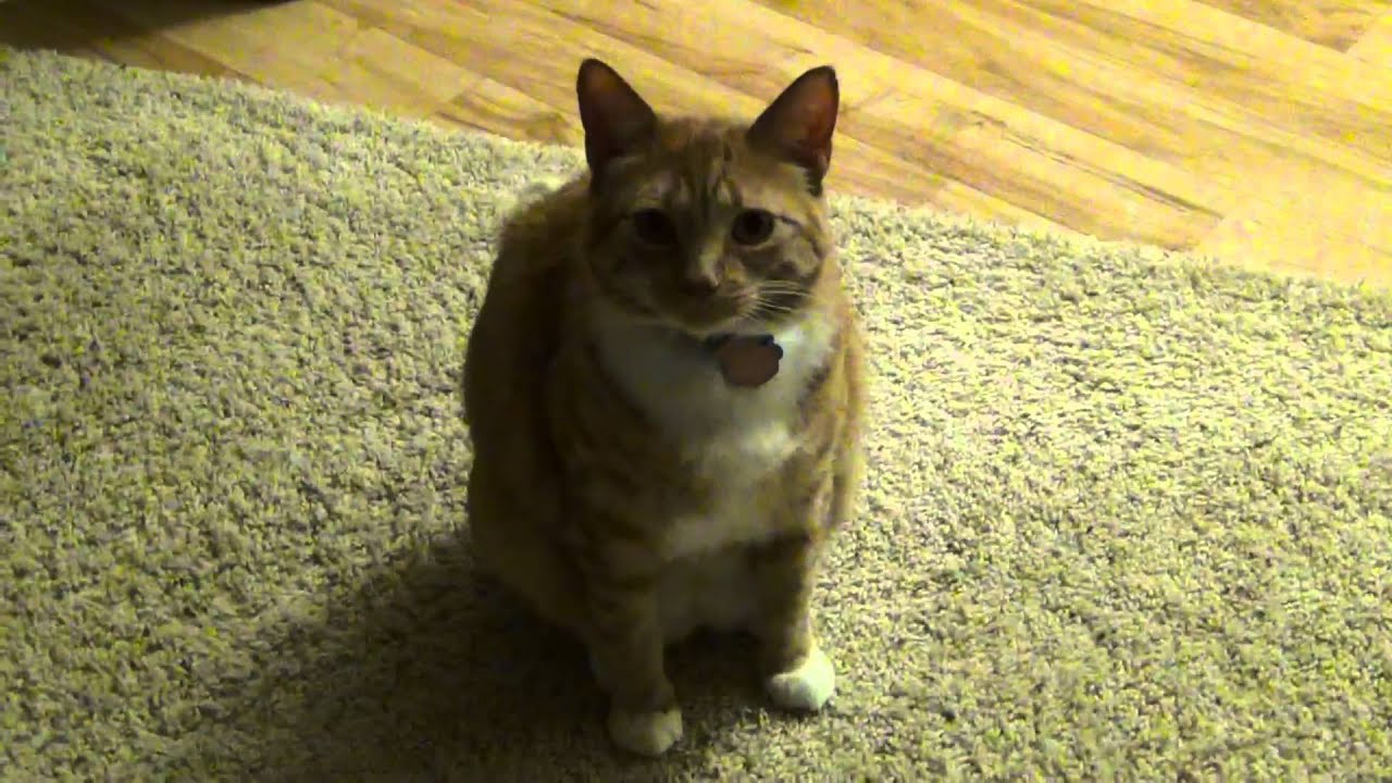 Tango the Cat wants to be fed.