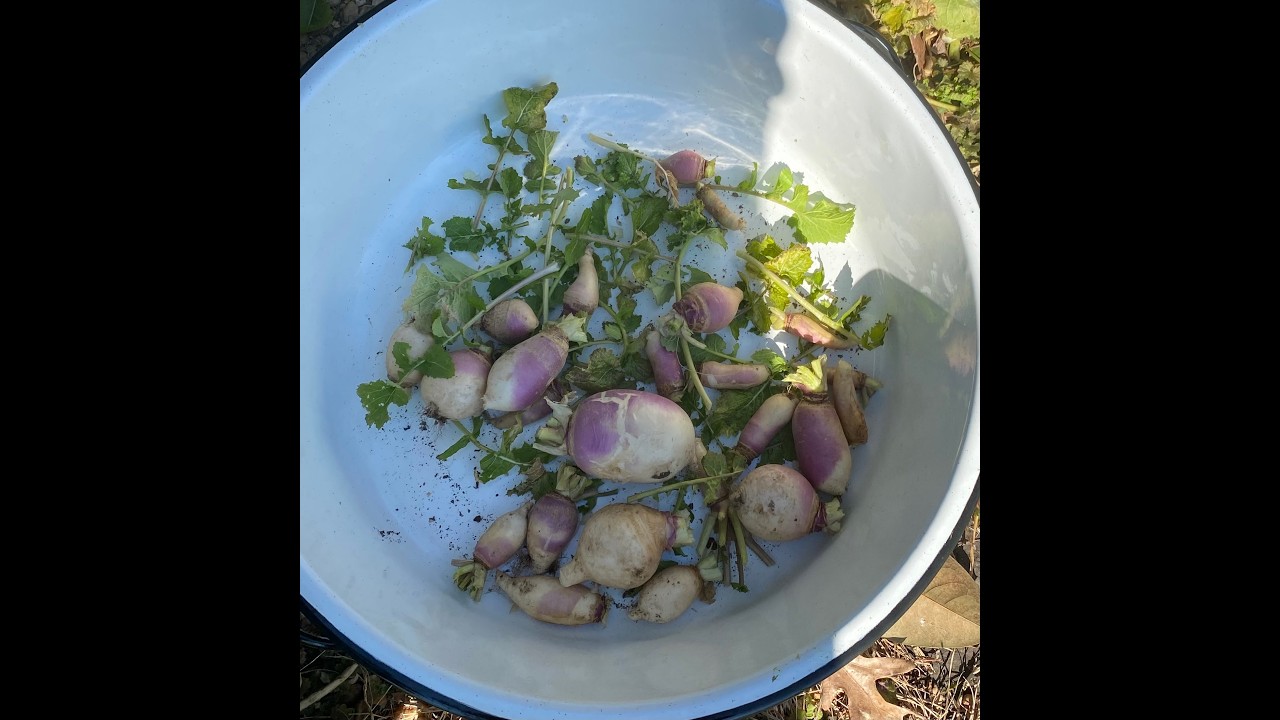 Harvesting some turnips and garden tour Feb.2026
