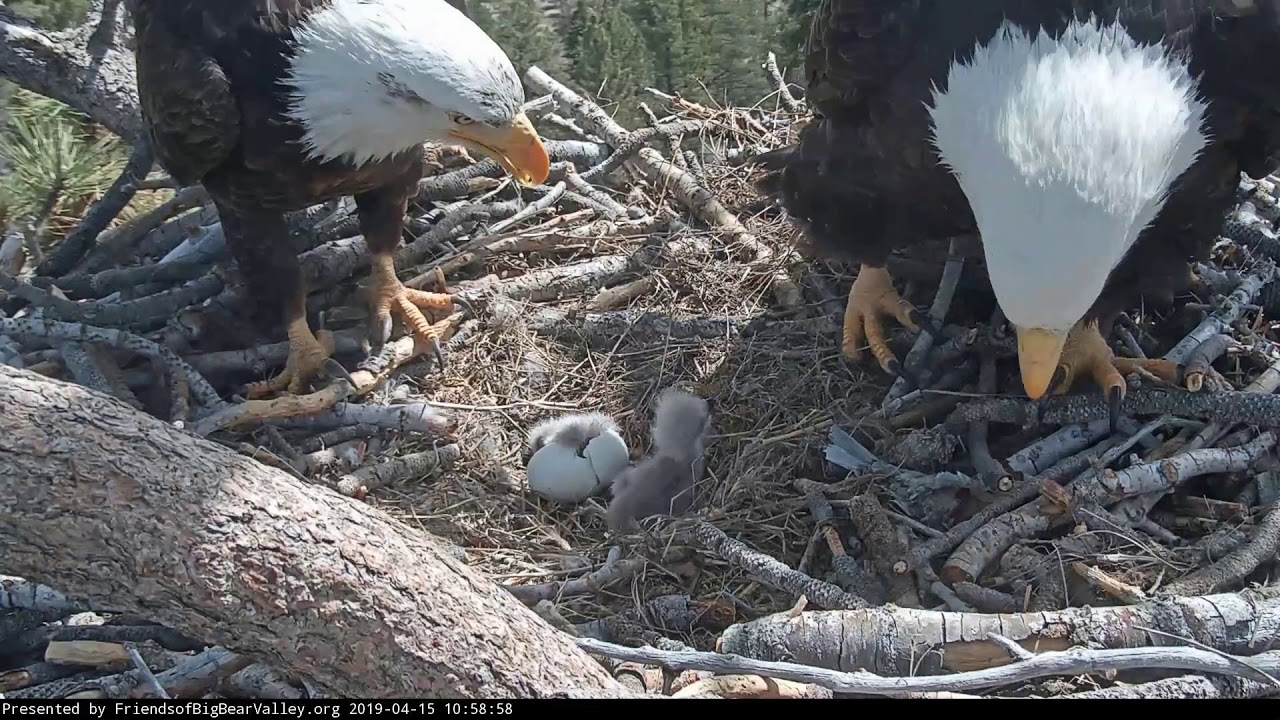 04-15-19 Big Bear Lake eagles; Shadow sees baby #2 for the first time.