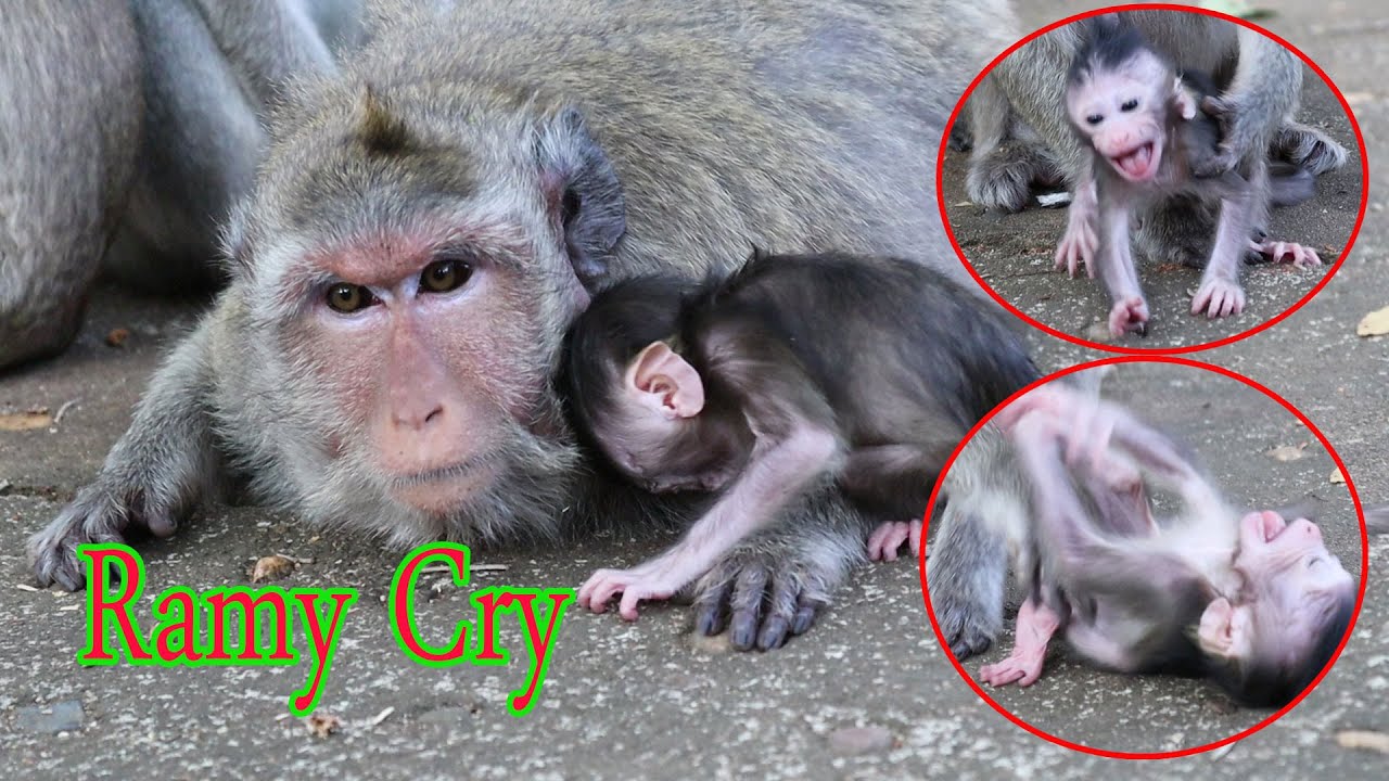 Little Baby Monkey Ramy Cry very much But Rana Comforts Her Baby Not To Cry Any more.
