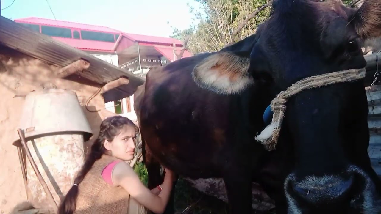 full video of cow milking 🐄//Pahadi lifestyle //village life //