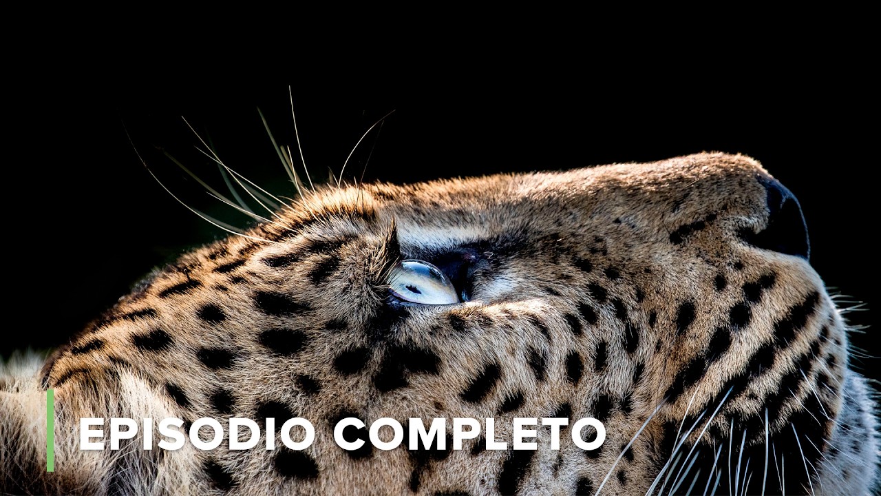 Noche del leopardo: supervivencia frente a la manada de leones | Cazadores de África 101