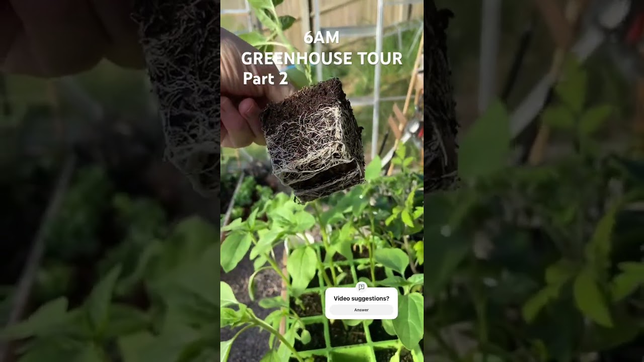 PART 2 GREENHOUSE PLOT TOUR #allotmentgarden #garden #greenhouse #allotment