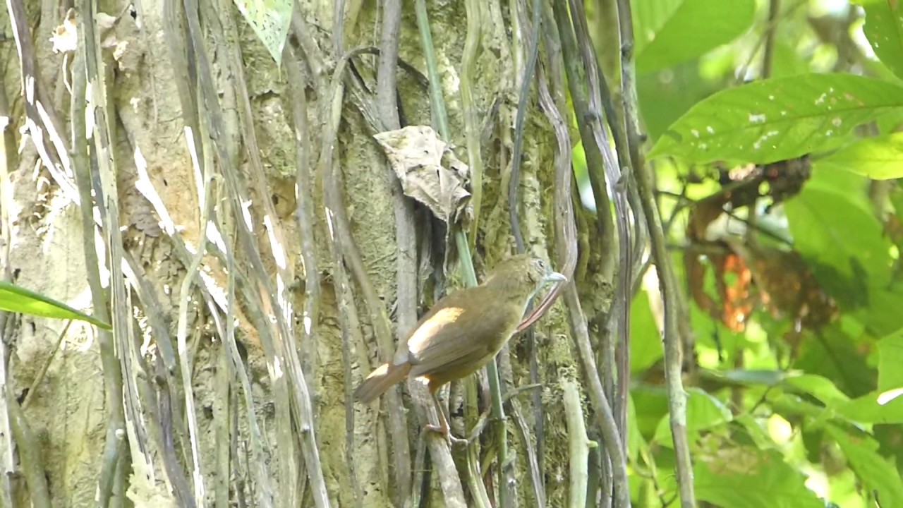 Abbott's Babbler