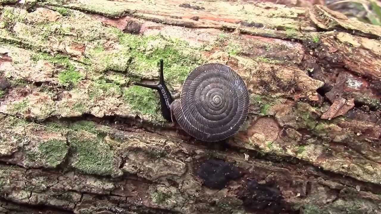 Polygyra septemvolva Say, 1818 Florida Flatcoil Snail