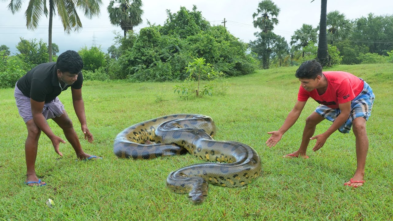 പാമ്പിനെ ചുടാനായി ഇന്തോനേഷ്യയിലേക്ക് | Snake Recipe