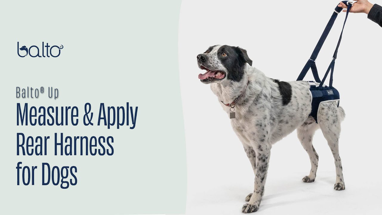 How To Measure and Apply a Hind-End Brace on A Dog