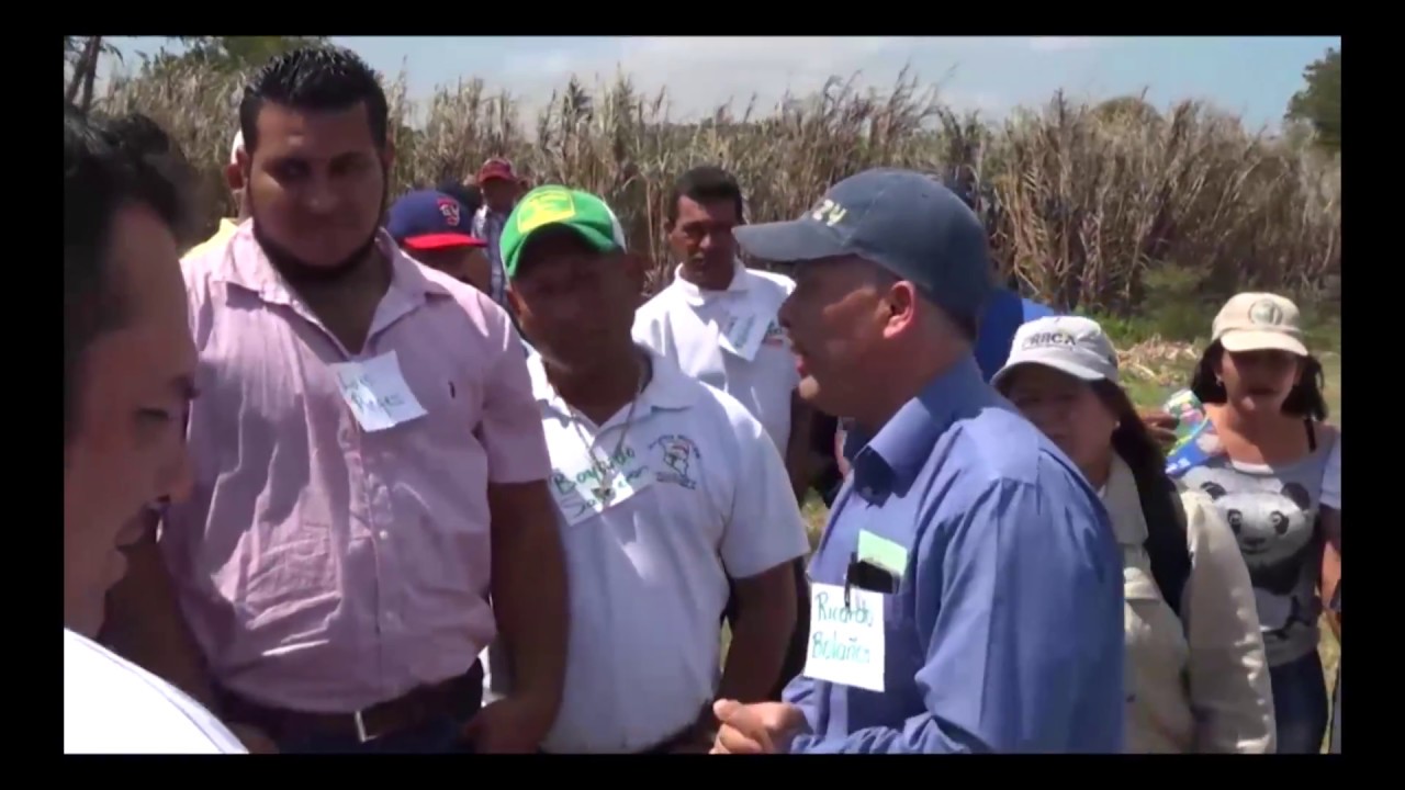 INTA investiga en cultivo de maíz