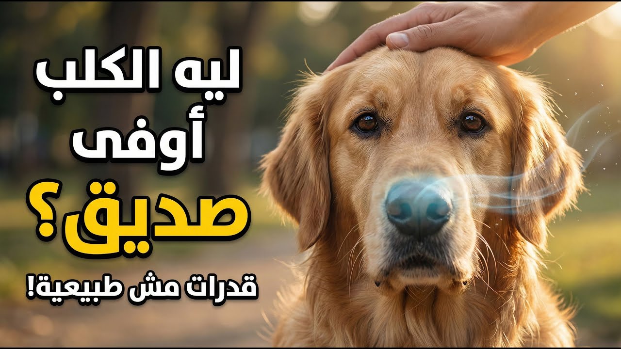 ليه الكلب هو 