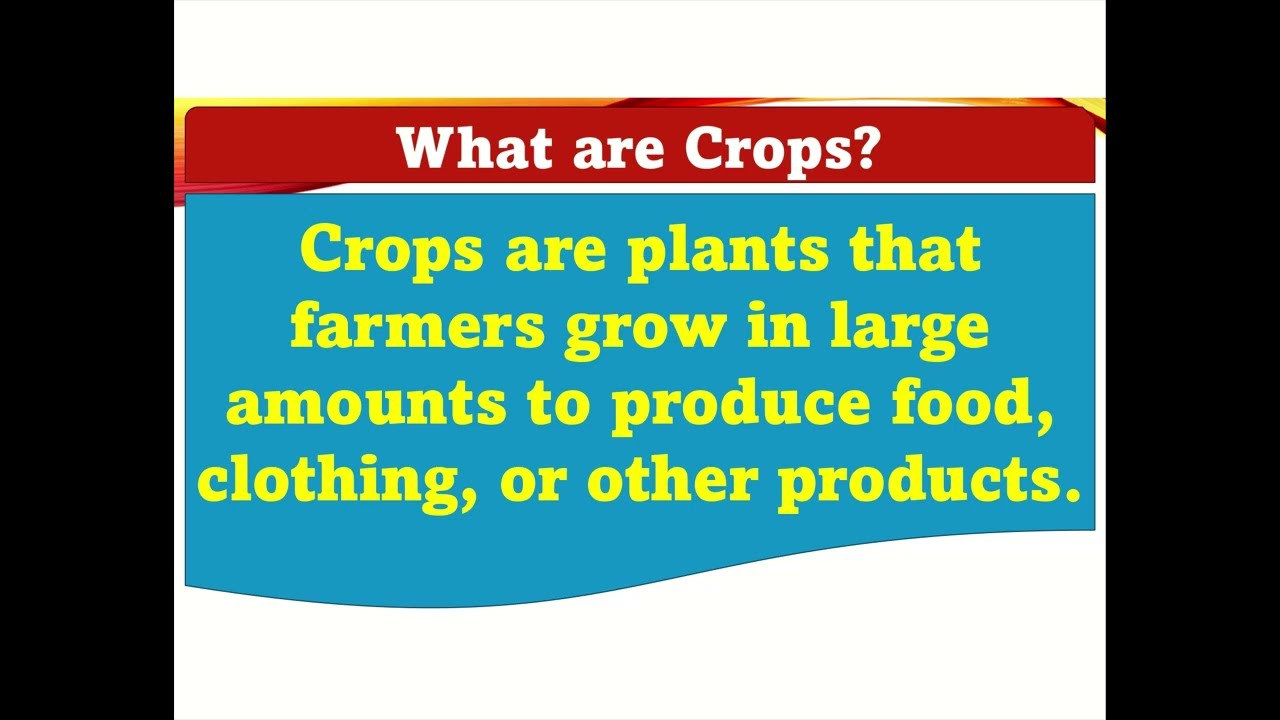 🌾 What Are Kharif and Rabi Crops? Let&rsquo;s Learn Together! 🌱